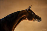 The Bronze Arabian — Fine Art Equine Portrait
