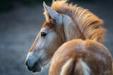 Golden Foal — Camargue Fine Art Portrait