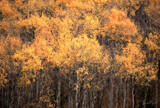 Golden Aspen Grove