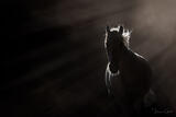 Light Bearer — Equine Fine Art Portrait