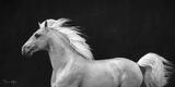 Golden Ghost -  Palomino Lusitano Horse