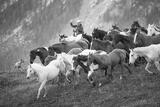 Running the Mountain — Wyoming Ranch Fine Art Print