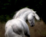 Graceful Motion — Andalusian Stallion Portrait