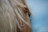 Distant Reflection— Equine Fine Art Study