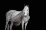 Ethereal Form — Warlander Horse Portrait