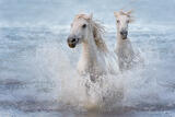 Born of the Sea — Camargue Horses 