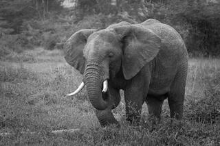 Black and white portrait of tusked African elephant in woodland, Tanzania, Africa.