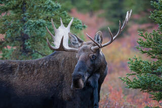 Bull moose with massive palmate antlers among autumn tundra shrubs and spruce, Denali National Park, Alaska.