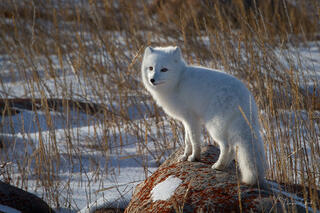Professional wildlife photography of a white Arctic fox standing on a rock in a snowy tundra landscape.