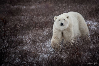 Fine art photography of a polar bear walking through tundra during an autumn snowfall. Luxury wildlife wall art for luxury home decor and hospitality interiors