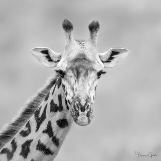 Black and white high-key portrait of a giraffe facing forward. Luxury wildlife fine art for modern interior design.