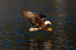 Bald eagle in flight with wings spread and talons extended striking water surface in action wildlife photograph