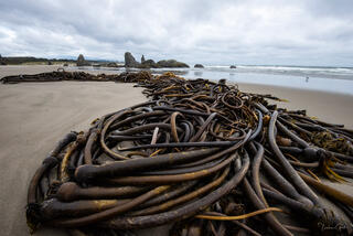 Color fine art photo of a massive tangle of bull kelp washed ashore on Bandon Beach, sea stacks and overcast sky behind, Oregon Coast.