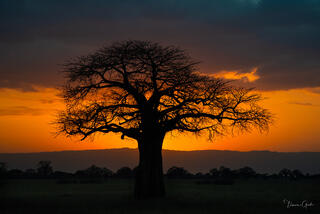 Trees, Leaves and Fern Photography Gallery