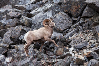 Bighorn ram picking his way across dramatic angular talus slope near Ennis Montana, powerful horns, mid-stride, fine art wildlife photography by Tamara Gooch.