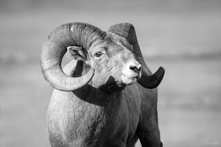 Black and white close-up portrait of bighorn sheep ram with massive full-curl horns, Yellowstone National Park.