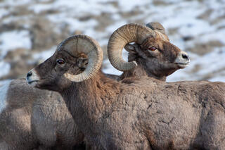 Two bighorn sheep rams with curling horns side by side in winter snow, Yellowstone National Park, Wyoming.