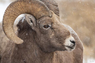 Close-up portrait of a bighorn sheep ram with massive curling horns in falling snow, Yellowstone National Park.