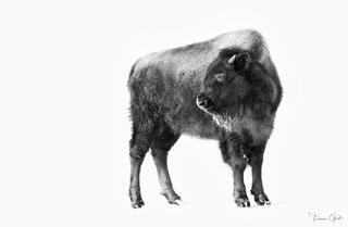 Young bison bull full body portrait against pure white winter snow background, Yellowstone wildlife fine art photography by Tamara Gooch.