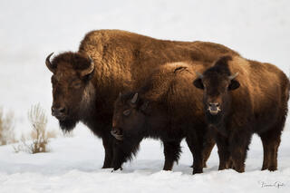 yellowstone bison cow and calves fine art photography print in winter snow landscape