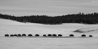 Black and white panoramic of bison herd in single file line crossing snowy Yellowstone landscape with treeline above.