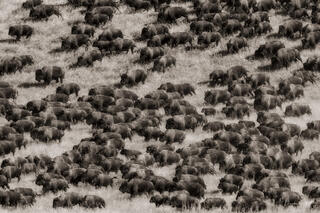Black and white fine art photography of a large bison herd moving across a grassy field.