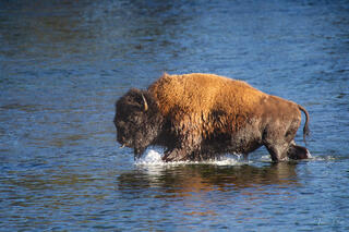 Bison bull wading through Yellowstone River with water splashing, golden coat glowing in sunlight, Wyoming.