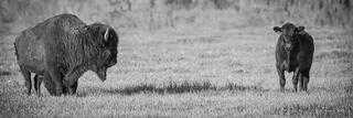 Black and white panoramic of bison and black Angus cattle facing each other across grass, Yellowstone, Wyoming.