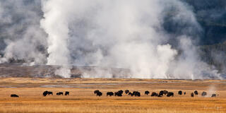 Fine art landscape of a bison herd grazing in Yellowstone National Park with geothermal steam rising in the background.