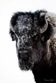 Yellowstone Fine Art Photography Prints | Limited Edition Landscape & Wildlife