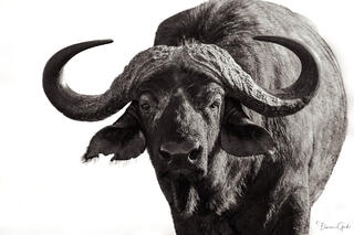 Massive Cape buffalo bull in close black and white portrait, sweeping horns spanning frame, direct gaze, white background, fine art wildlife photography.