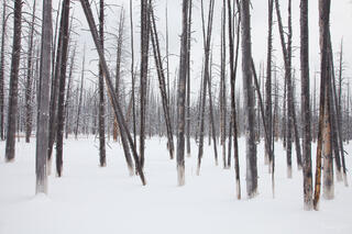 Dead lodgepole pines with white mineral bases standing in deep snow at Bobby Socks Trees, Yellowstone National Park.