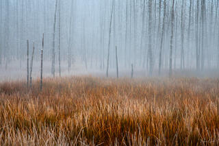 Color fine art photo of Yellowstone's Bobby Socks dead forest in autumn fog, warm amber grasses in foreground, pale bare trunks dissolving into mist behind.