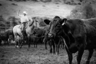Black Angus cow in sharp foreground, cowboy on horseback signaling in background, black and white western ranch fine art photography by Tamara Gooch.