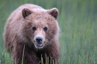 Young brown bear cub looking directly at camera with wide eyes in green sedge grass, Lake Clark National Park, Alaska.