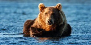 Fine art photography of a brown bear in water with golden hour backlighting. Luxury nature wall art for boutique hotels and high-end residential interiors.
