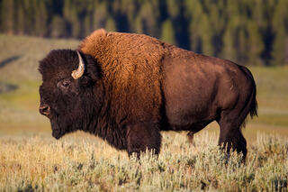 Color fine art profile photo of a massive bull bison in golden light, full body in sharp detail, sagebrush meadow and dark timber behind, Yellowstone National P
