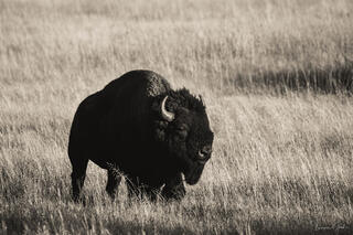 yellowstone bull bison fine art photography print walking through grassland with strong contrast