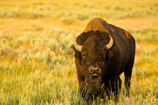 Color fine art portrait of an American bison facing camera directly in golden sagebrush meadow, Yellowstone National Park, Wyoming.