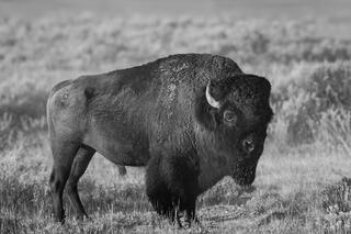 Black and white portrait of massive bull bison in sage flats, Yellowstone National Park, Wyoming.