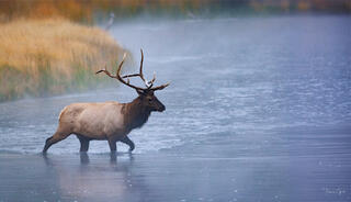 Bull elk crossing misty Madison River in autumn with warm golden grasses behind, Yellowstone National Park.
