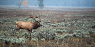 Bull elk with massive antlers standing in misty sage flats, Yellowstone National Park, Wyoming, in autumn.