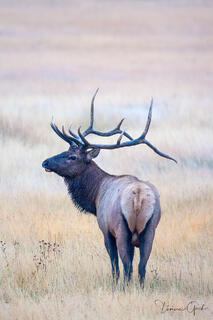 Limited Edition photgraph of a Majestic bull elk with large antlers in a meadow. A Fine art wildlife photography print in warm autumn tones.