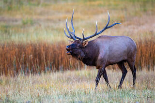 Bull elk with massive multi-point antlers bugling in autumn meadow grass, Yellowstone wildlife fine art photography by Tamara Gooch.