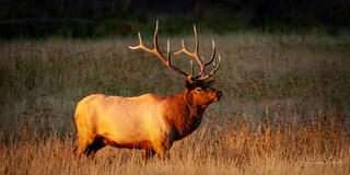 High-end fine art photography of a Bull Elk at sunset. Luxury wildlife wall art for Luxury homes, mountain retreats, hospitality design, and executive interiors