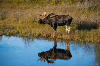 Bull moose and his perfect reflection in still blue water among autumn willows, Grand Teton National Park, Wyoming.