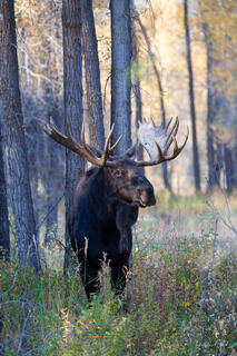Massive bull moose standing in autumn Teton forest, enormous palmated antlers, dark form framed by aspen trunks, fine art wildlife photography by Tamara Gooch.