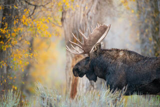 Bull moose portrait in autumn sage with golden cottonwood bokeh background, Grand Teton National Park, Wyoming.