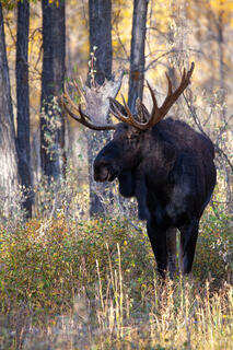 Color fine art portrait of a massive dark bull moose in autumn forest, broad palmate antlers, golden cottonwoods behind, Grand Teton National Park