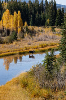 Bull moose standing in still Teton river, reflected in calm water, golden autumn aspens and dark conifers, sweeping landscape, fine art wildlife photography by